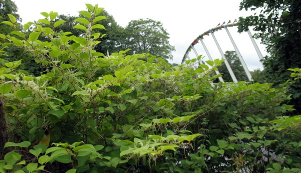 Invasive habit Fallopia japonica (Japanese knotweed); infestation on the banks of the River Lee, near the University College Cork campus, Ireland. 05 August 2008.