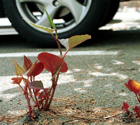 Habit Fallopia japonica (Japanese knotweed); habit, pushing through road surface in car park. UK.