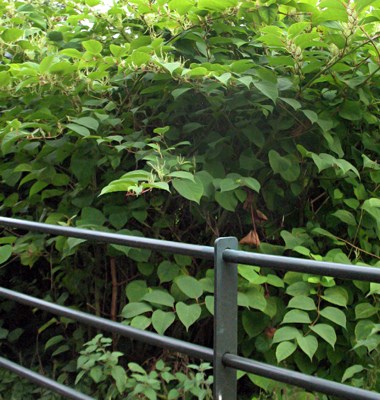Invasive habit Fallopia japonica (Japanese knotweed); infestation on the banks of the River Lee, near the University College Cork campus, Ireland. 05 August 2008.