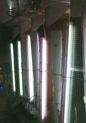 Algal culture bags 300 litre polyethylene bags with algal culture, illuminated from the side with fluorescent tubes.