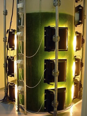 Fibre glass tank 3000 litre fibre glass tank with high pressure sodium lamps.