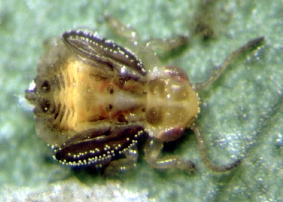 Nymph Nymph of the red gum lerp psyllid G. brimblecombei, on a eucalyptus leaf.