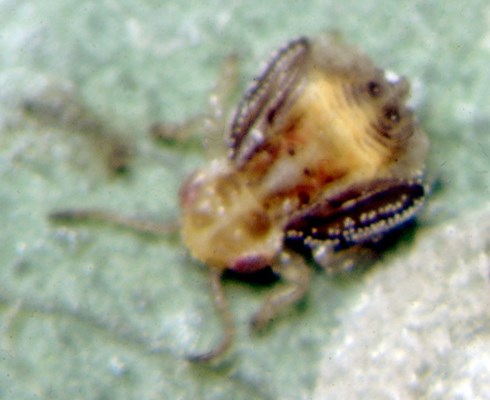 Final-instar nymph Close-up of a final-instar nymph of G. brimblecombei.