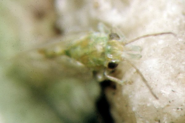 Adult Adult of G. brimblecombei showing elongated genal cones on the front of the head.