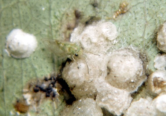Lerps and adult Lerps and one adult of G. brimblecombei.