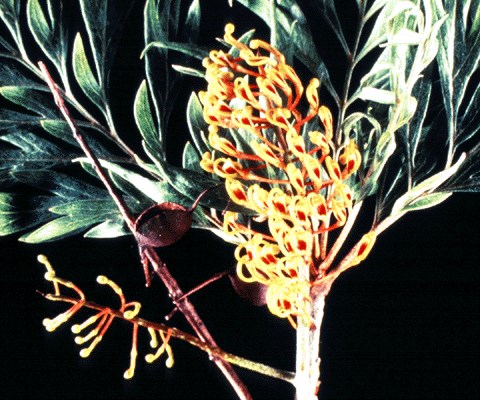 Inflorescence