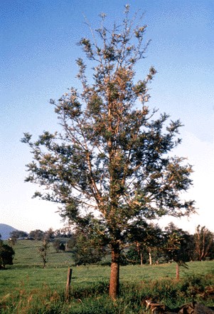 Young tree Young open-grown individual at Tyalgum, New South Wales, Australia.