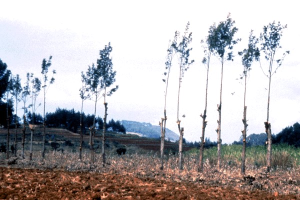 Field boundary trees Row of trees along the edge of a farmer's field, near Meru, Kenya. The trees have been pruned and pollarded repeatedly to produce firewood and poles, and will eventually be harvested as saw logs.