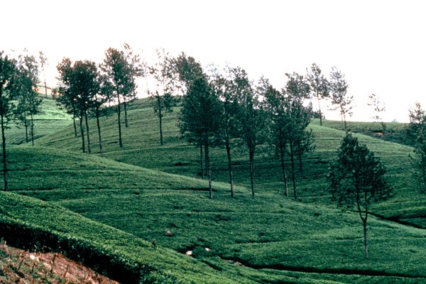 Shade tree Tea plantation, Sri Lanka.