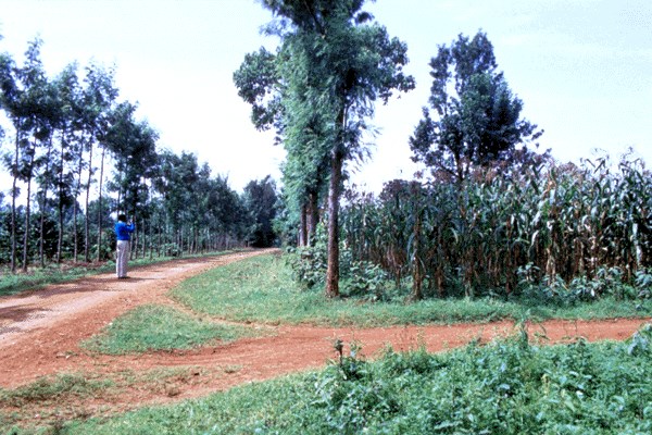 Shade trees Shade trees planted along the edge of a field of maize in Embu, Kenya. Trees have been pruned to reduce competition with the crop.