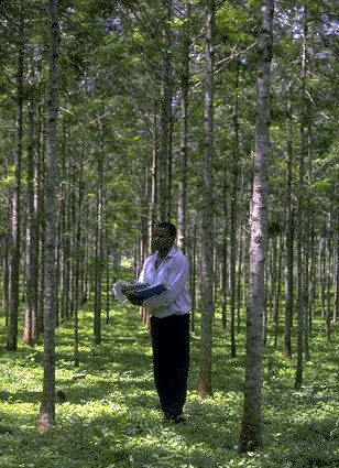Plantation