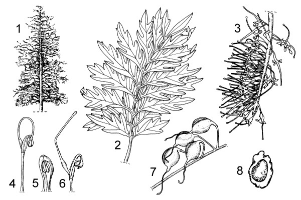 Line artwork 1. habit
2. leaf
3. inflorescence
4. young flower (stigma retained in bud)
5. tepal with anthers directly attached
6. mature flower (extended style + stigma)
7. fruits
8. winged seed