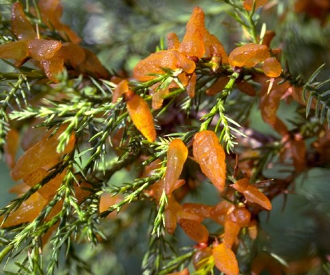 Cedar-apple rust fungus Tiny cedar-apple rust galls with gelatinous spore horns in axils of cedar leaves.