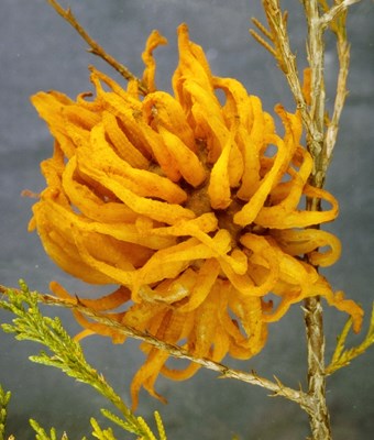 Cedar-apple rust gall Cedar-apple rust gall on cedar with gelatinous spore horns fully extended.