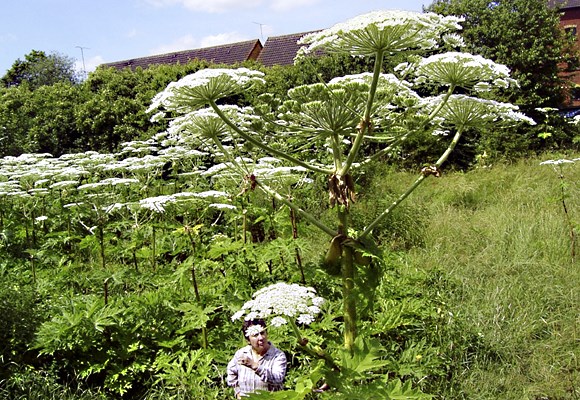 Habit Heracleum mantegazzianum (giant hogweed); urban infestation showing habit. Plants can reach 5m in height, with flower umbels up to 50cm in diameter. (Note person for scale.) Stevenage, Hertfordshire, UK.