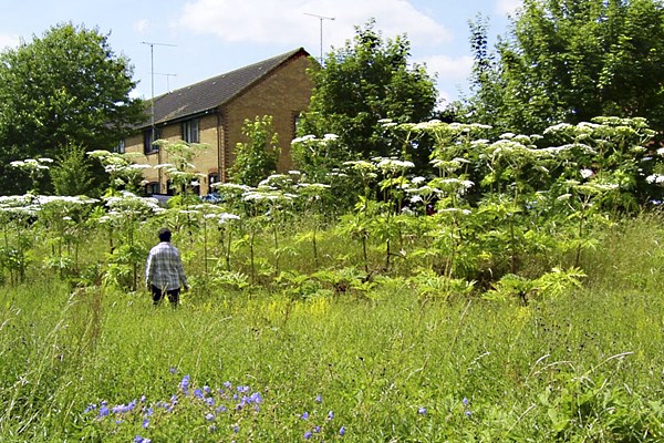Infestation Heracleum mantegazzianum (giant hogweed); urban infestation showing typical habit. (Note person for scale) Stevenage, Hertfordshire, UK.