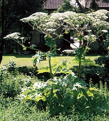 Habit Heracleum mantegazzianum (giant hogweed) flowering plant. Suffolk, UK, 2003.