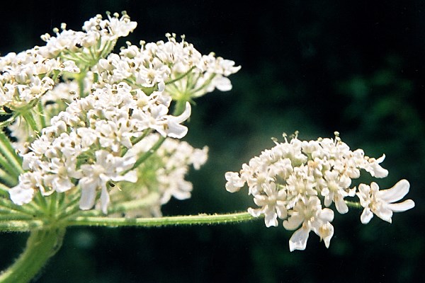 Inflorescence Heracleum mantegazzianum (giant hogweed); inflorescence and flowers. Suffolk, UK.