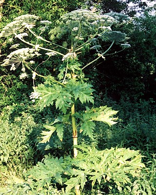Habit Heracleum mantegazzianum (giant hogweed); flowering plant. Suffolk, UK.