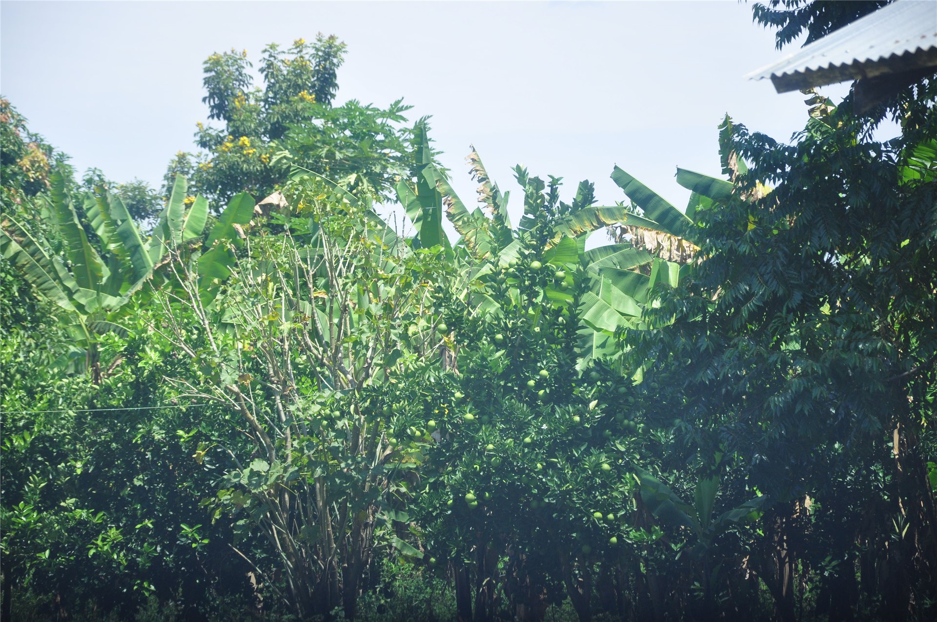 Symptoms on crop Orchard devastated by HLB.
