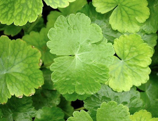 Leaves Hydrocotyle ranunculoides (floating pennywort); typical leaf shape.