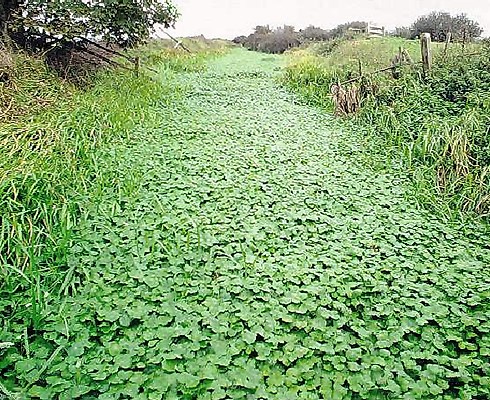Infestation Hydrocotyle ranunculoides (floating pennywort); habit in a UK ditch system.