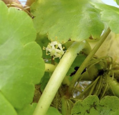 Flower Hydrocotyle ranunculoides (floating pennywort); the tiny and inconspicuous flower, in field collected, UK plant material, grown in CABI E-UK glasshouse facility. Egham, Surrey, UK.