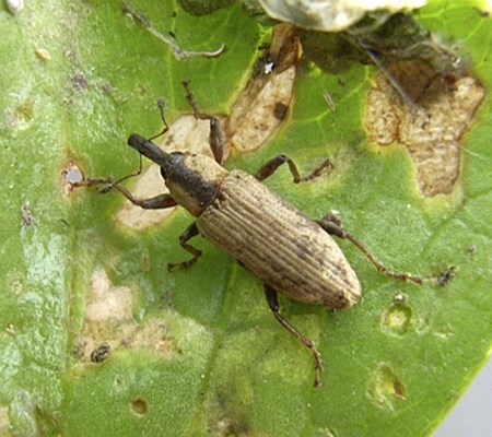 Natural enemy Hydrocotyle ranunculoides (floating pennywort); the weevil Listronotus elongatus showing feeding damage on H. ranunculoides leaf. Buenos Aires Province, Argentina.
