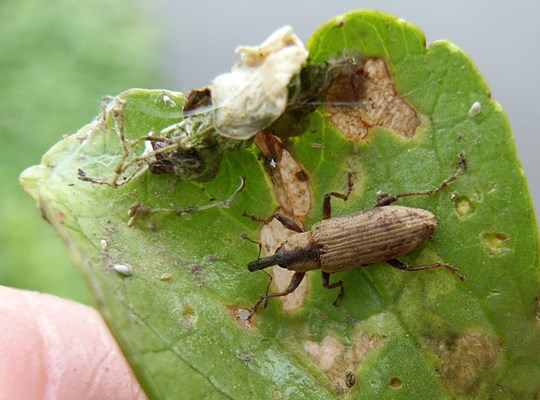 Natural enemy Hydrocotyle ranunculoides (floating pennywort); the weevil Listronotus elongatus showing feeding damage on H. ranunculoides leaf. Buenos Aires Province, Argentina.