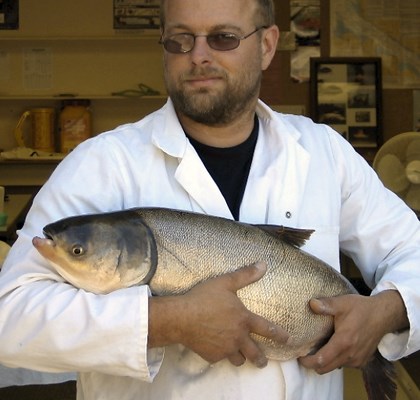 Spawning female Silver carp ready for spawning.