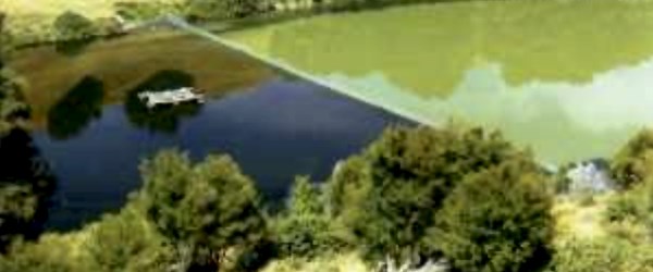 Algae bloom Using silver carp to control algae bloom in Hawkes Bay, New Zealand.