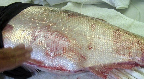 Spawning female A typical silver carp ready to spawn. Notice the bruises on the body.