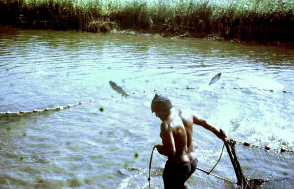 Silver carp Silver carp, Hypophthalmichthys molitrix, jumping to escape from a fishing net. Israel.|Silver carp, Hypophthalmichthys molitrix, jumping to escape from the fishing net.
