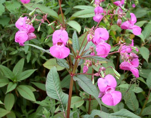 Flowers and foliage Impatiens glandulifera in flower showing foliage and ripening seed capsules.