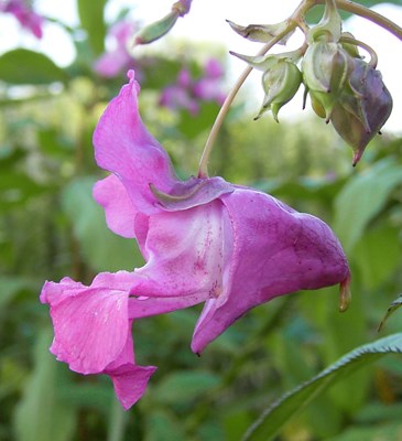 Flower Close-up of Impatiens glandulifera flower.