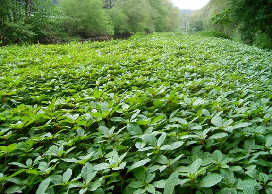 Invasive habit Monoculture of Impatiens glandulifera on the River Taw, North Devon, UK