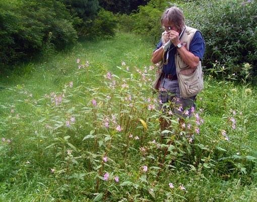 Natural habit in Pakistan Impatiens glandulifera in its native range (Pakistan). In the native range the plant grows in clusters of 30-60 individuals no more than 1.5m tall.