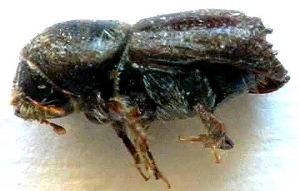 Adult Lateral view of an adult.