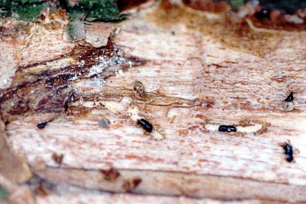 Adult beetles boring Initial phase of infestation: adults boring the maternal galleries.