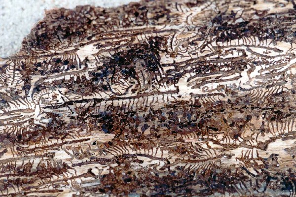 Heavy infestation The completed maternal and larval galleries of a heavy infestation.