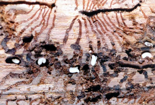 Larvae and pupae Larvae and pupae inside the breeding site.