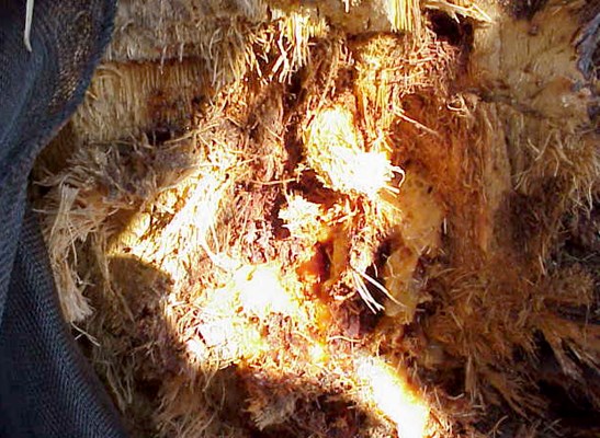 Damage symptoms on date palm Rhynchophorus ferrugineus (red palm weevil); date palm tree infested by R. ferrugineus. Moshaf plantation, Jordan Valley (Israel).