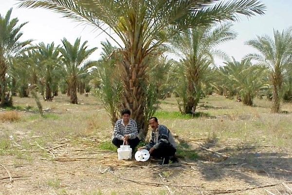 Control measures Rhynchophorus ferrugineus (red palm weevil); pheromone traps being installed to control R. ferrugineus in Jericho.