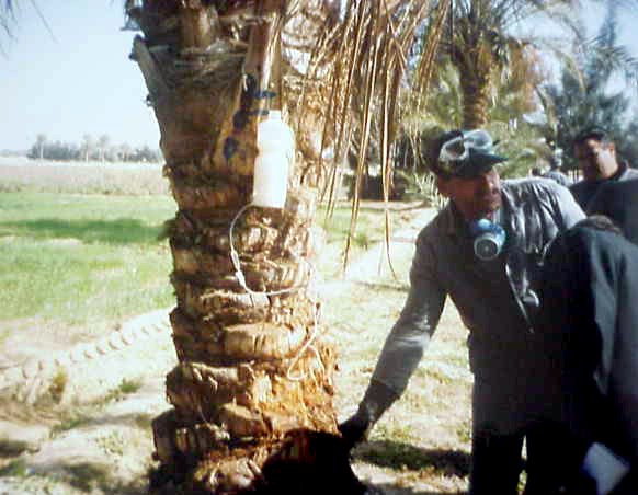 Control measures Rhynchophorus ferrugineus (red palm weevil); trunk injection being used to control R. ferrugineus.