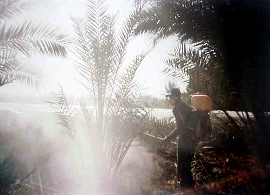 Control measures Rhynchophorus ferrugineus (red palm weevil); monthly spraying of date palms to prevent infestation by R. ferrugineus.