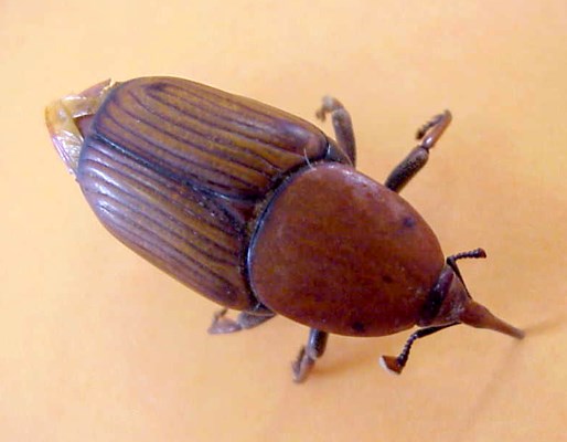 Adult female Rhynchophorus ferrugineus (red palm weevil); adult female (dead specimen). Jordan Valley, Jericho.