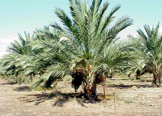 Symptoms Rhynchophorus ferrugineus (red palm weevil); infested date palm tree. Moshaf Plantation, Jordan Valley, Israel.