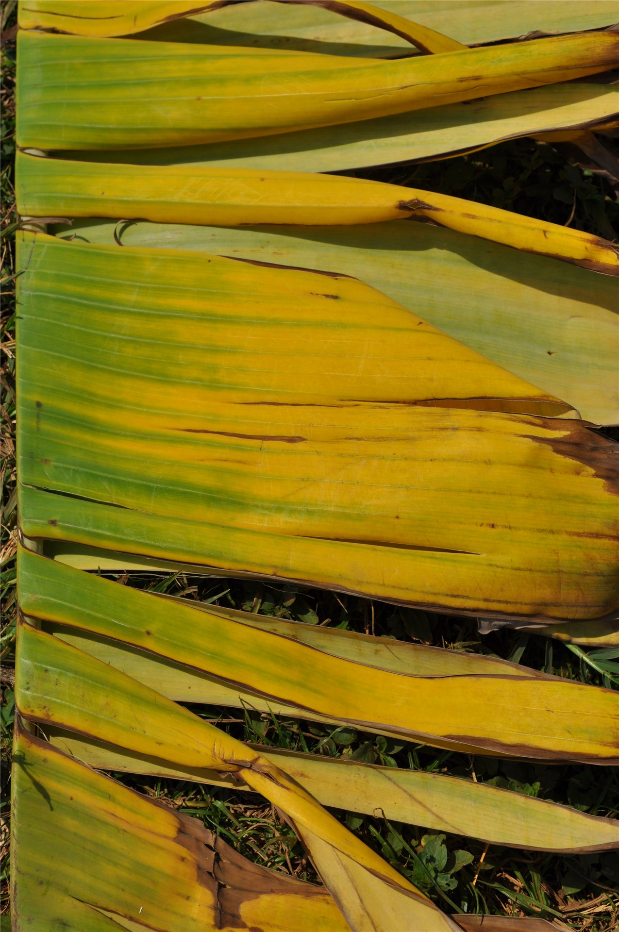 Fruits R. pseudoacacia, ripe seed pods.