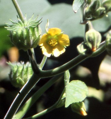 Flower Flower of A. theophrasti.