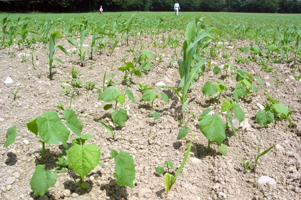 Infestation Maize field in Japan infested by A. theophrasti.